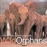 Wild Orphans