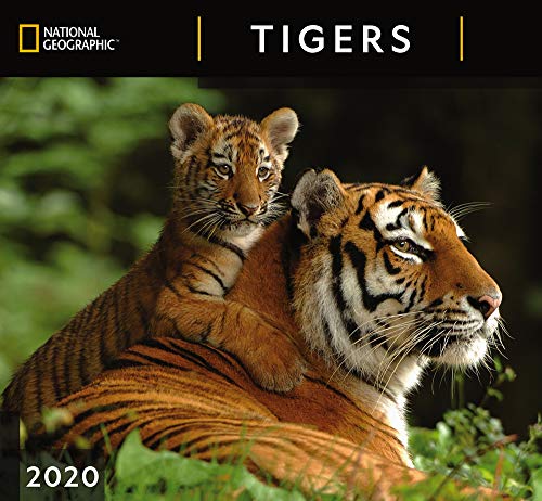 National Geographic Tigers 2020 Wall Calendar by 