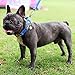 DOGNESS Classic Dog Collar, Comfort Soft Neoprene Padded Nylon, Ultra Safety Reflective Piping, 4 Sizes 5 Colors for Small Medium Large Dogs, Matching Leash Sold Separately (XS/S: 8-13 inch, Blue)thumb 2