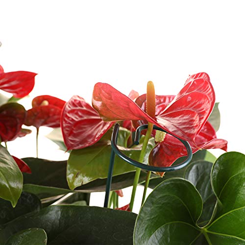 Fashionclubs 6 Pack Plant Support Stakes, Single Stem Support Stakes Metal Garden Flower Support Stakes Plant Cage Support Rings with 12pcs Plant Clips, 17.8" Amaryllis Stakes for Tomatoes Orchid Lily