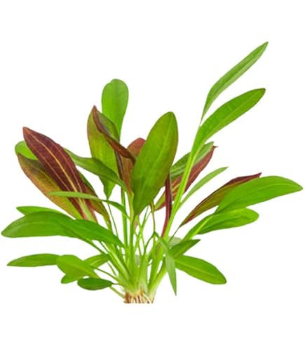 Red Flame Sword Live Aquarium Plant – Buy 2 Get 1 Free Deal On Echinodorus Horemanii 6 thumbnail image
