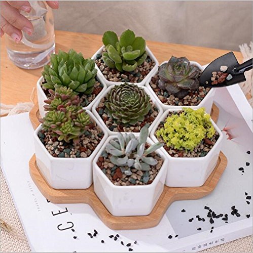 Ceramic Flower Pot,Y&M(TM) Pack of 7 White Simple Design Sucuulent Plant Pot/Cactus Plant Pot Flower Pot with Bamboo Tray/Container/Planter(Pack of 7 )