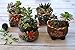MZ Gardens Handmade Decorative Ceramic Succulent planters pots Flower Pots Planters Containers 4 in 1 Set with Drainage Screens