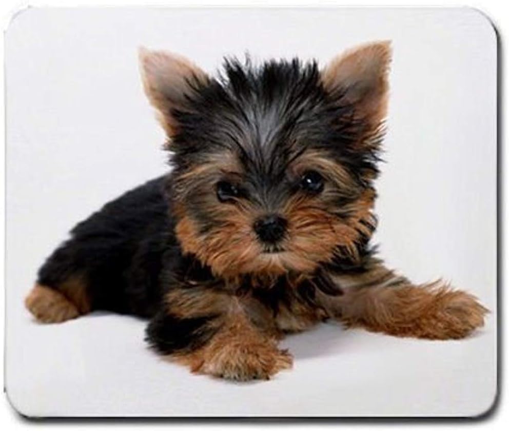 yorkie yorkshire