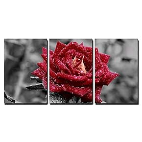 3 Piece Canvas Wall Art - Red Rose on Grey - Modern Home Art Stretched and Framed Ready to Hang - 16"x24"x3 Panels