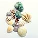 Gathered, by BCI Crafts Sea Shell, Mixed
