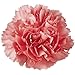 3D Jelly Cake Tools specially -Type 4 - Carnation flower - 5 pcs/set