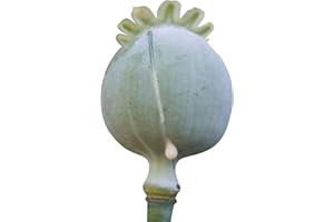 2000 Seeds Poppy Seeds -Fresh- Papaver somniferum