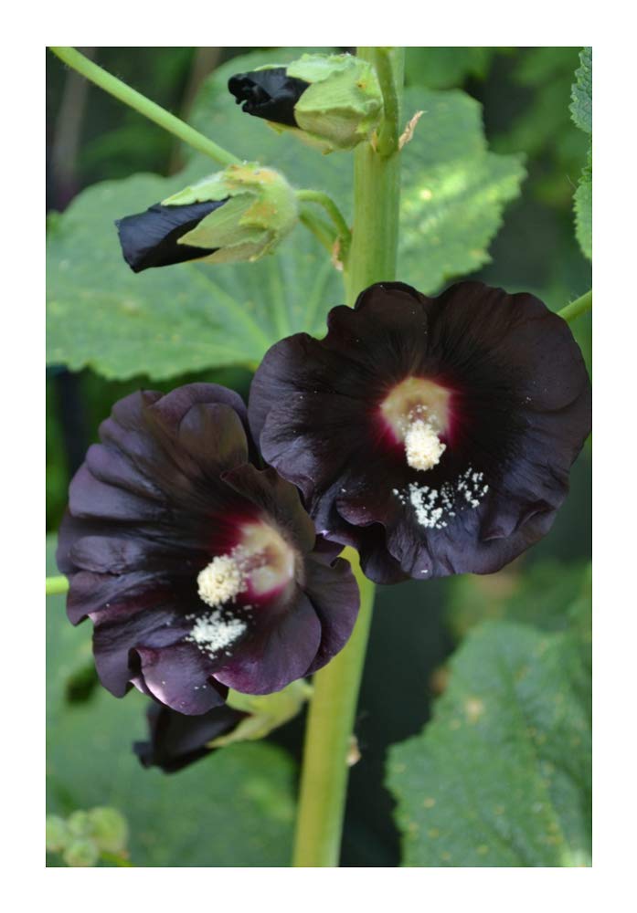 PREMIER SEEDS DIRECT - Hollyhock - Jet Black - 250 Finest Seeds - Perennial