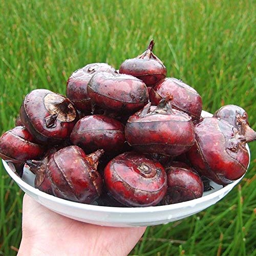 Plentree 1/Pcs Water Chestnut Fruit Seed Super Big Sweet Honey-Dew Seeds Garden Plants