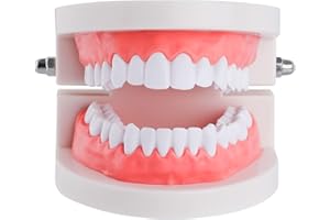 Healthible Tooth Model - Mouth Dental Model Tooth Brushing Model Teeth Model for Teaching Kids Teeth Models for Dental Students