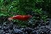 SoShrimp 10 Painted Fire Red Shrimp - Neocaridina davidi Live Freshwater Aquarium Shrimp - 1/2 to 1 inch Long