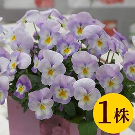 Amazon ビオラ フローラルパワー ラベンダーピンク ポット苗 １個 パンジー ビオラ すみれ 苗 寄せ植え 花