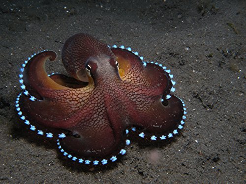 Coco and the OCTOPUS's Magical Garden (OMG) - A Prequel to Soul PALS: In the loving embraces of an OCTOPUS learn how to PAL (Soul PALS e-books Book 1)