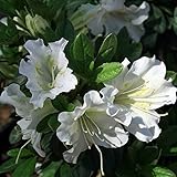 White Bloom-A-Thon? Everblooming Azalea - Everblooming - Proven Winners by Proven Winners