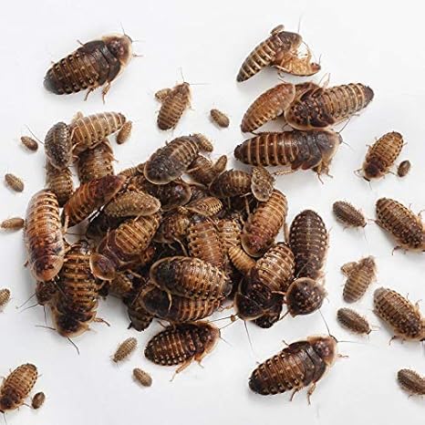 Thai Live Insect Dubia Roach Reptile Feeders 25 Amazon Com