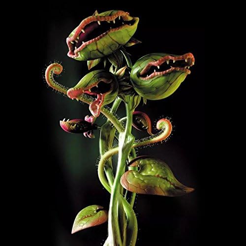Latine Seeds 50/100 Pcs Cup Dionaea Muscipula Giant Clipe Venus Flytrap Plant Seeds Carnivorous Seeds