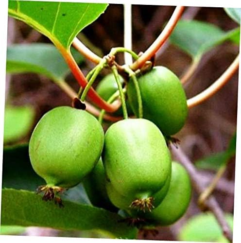 ARVIE 2.5" Pot Issai Kiwi Vine Live Plant Hardy Self Fruitful Easy to Grow - EB253