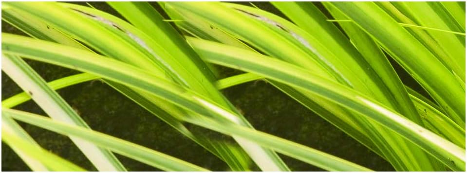 Lincolnshire Pond Plants Ltd Acorus gramineus Ogon (Golden Variegated Slender Sweet Flag)-None-7 cm