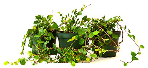 9Greenbox Creeping Fig Plant Pot, 4 Inch, 3 Pound (Pack of 3)