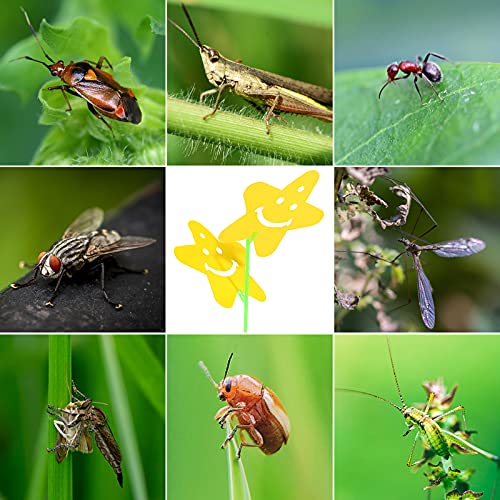 HAKACC Yellow papaer sticky Fly Traps,40PCS Dual-Sided Fruit Fly Sticky Board for Home Use Indoor Outdoor Plant Multiple Insect