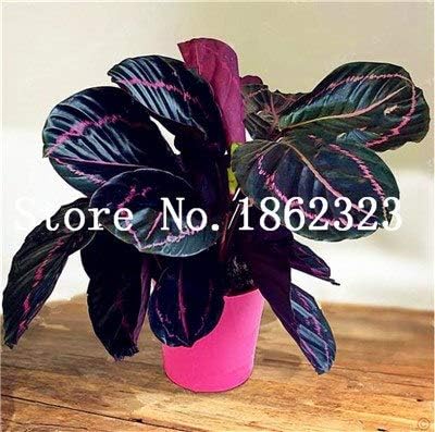 New Arrival! 100 Pcs Rare Bonsai Calathea Plant Mini Foliage Plants Perfect Color Home Grass Pot Planter for Garden Decoration : 11