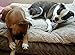 Antler Man Premium Deer Antler Pieces - Dog Chews - Sold by The Pound
