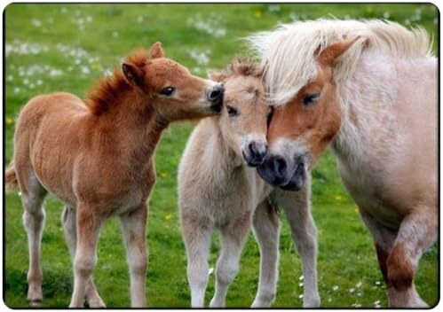 Cute Horse family fridge magnet