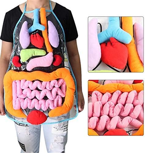 PPTOY Educational Insights Toys for Children Anatomy Apron Human Body Organs Awareness Preschool Science Home School Teaching Aids