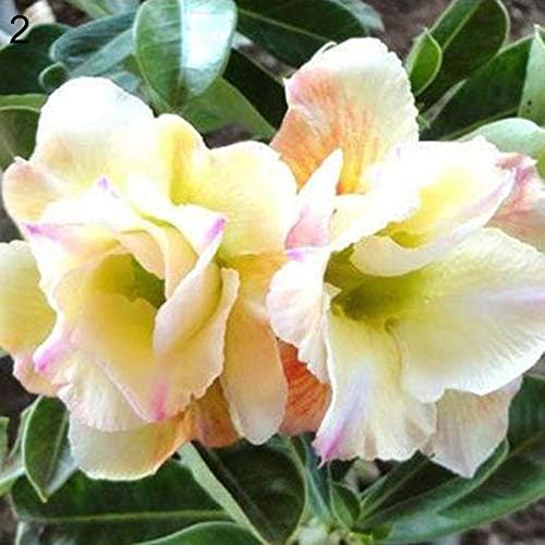 tyhmnoiiu 20Pcs Adenium Obesum Desert Rose Seeds Flower Plant Bonsai Office Garden Decor, Beautiful, Easy to Plant, Ornamental Plant, High Germination Rate