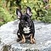 French Bulldog Puppies - 2018 Wall Calendar