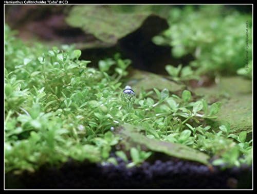 Aquarium Grass (Hemianthus Callitrichoides, cuba'), small leaf