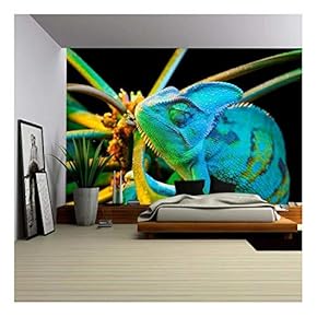 Yemen Chameleon Isolated on Black Background - Removable Wall Mural | Self-Adhesive Large Wallpaper - 66x96 inches