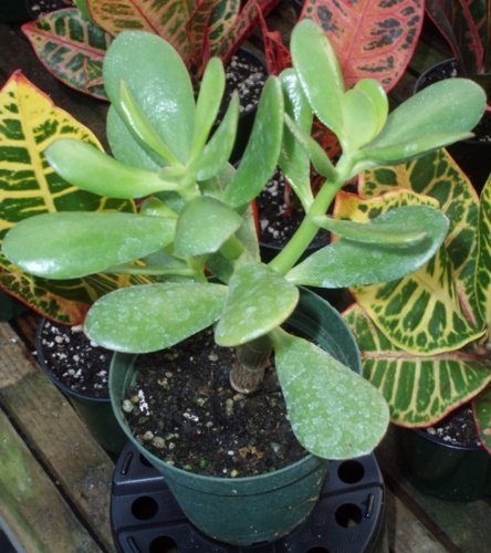 perennial hostas plantain lily flower Rare Perennial Colorful Ground Cover Hostas - Asian Plantain Lily