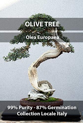 Common Olive, Olea Eauropaea Premium Bonsai Seeds Crop Year 2017, Purity 99% Germination 87%, Collection Locale Italy, 10+ Pure Seeds per Packet!