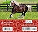 Horse Lovers 2020 6.125 x 5.125 Inch Box Calendar, Animals Horses