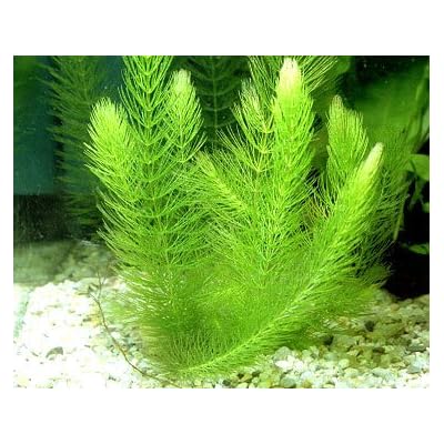 Hornwort Bunch