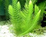 1 Hornwort Bunch - 5+ Stems | Ceratophyllum Demersum - Beginner Tropical Live Aquarium Plant