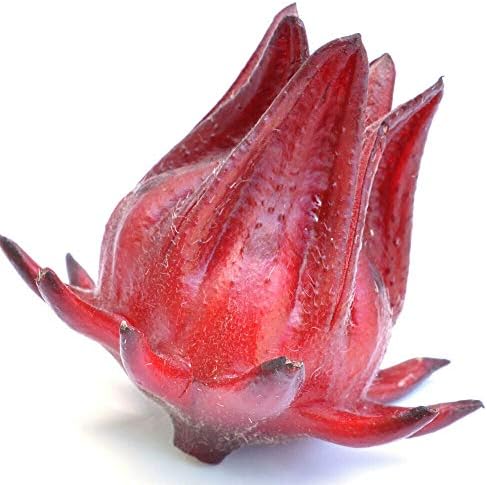 Hibiscus sabdariffa - Florida Cranberry Jamaica Tea Live Plant Sorrel/Roselle