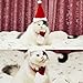 Bolbove Pet Adjustable Christmas Santa Hat + Scarf for Small Dogs & Cats Holiday Accessory (Free Size)