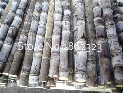 Amazon おいしい野菜や果物の庭は 砂糖サトウキビ植物の健康に富んでいる100個の粒子ジューシーなサトウキビ盆栽 8 栽培キット オンライン通販