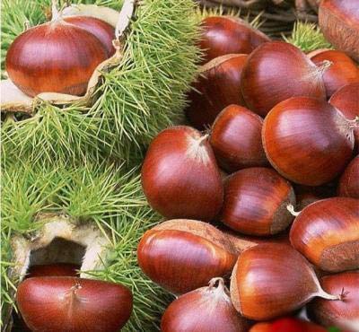 YUHO Peeled Roasted Organic Chestnuts, non-GMO, No Color, No Cyclamate, No Preservatives, Healthy Snack, Vacuum Packed, 5.64 Oz
