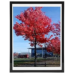 Medog 11x17 9x15 Picture Frame Black Poster Frame