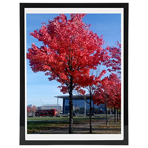 Medog 11x17 9x15 Picture Frame Black Poster Frame