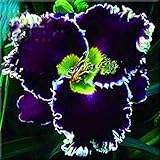 Viedoct Flowers Plant Seeds Rare Plant Seeds Foliage Garden Home (20, Hibiscus Seeds)
