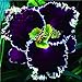 Viedoct Flowers Plant Seeds Rare Plant Seeds Foliage Garden Home (20, Hibiscus Seeds)