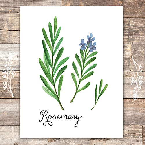 Kitchen Herbs Art Prints (Set of 6) - Unframed - 8x10s | Botanical Prints Wall Art