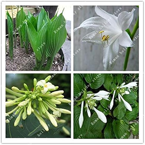 Amazon ピースホスタplantaginea種子香りのよいオオバコ花シェードホワイト盆栽ホームガーデングランドカバー植物種子 花