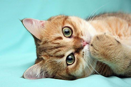 Diamond Painting,Caopixx Cute Animal 5D Embroidery DIY Cross Stitch Paintings Rhinestone Arts Wall Decor (F1 (27x20cm))