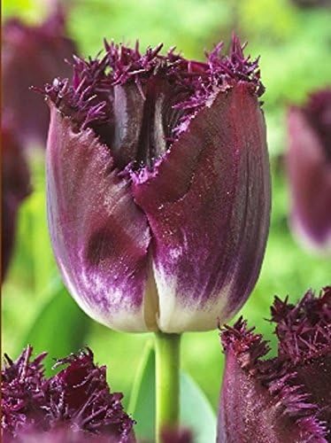Pack 10 Fringed Tulip Bulbs ' Purple Crystal' WPC Prins Bulbs